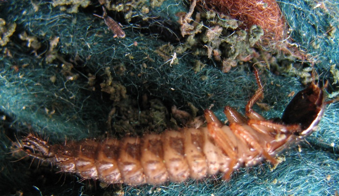 larva di stafilinide